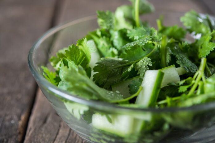 Cilantro