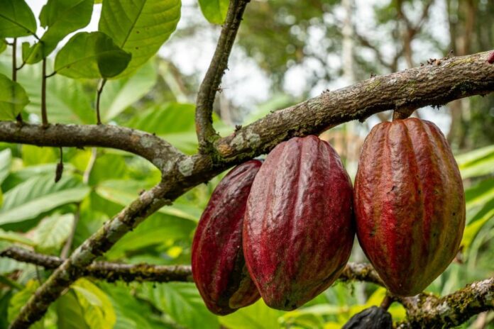 The Ongoing Cocoa Crisis And What It Means For The World