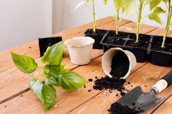 Why Soils and Composts Are Essential for Healthy Plant Growth